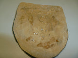 german ww2 army kuban shield with backing etc all good